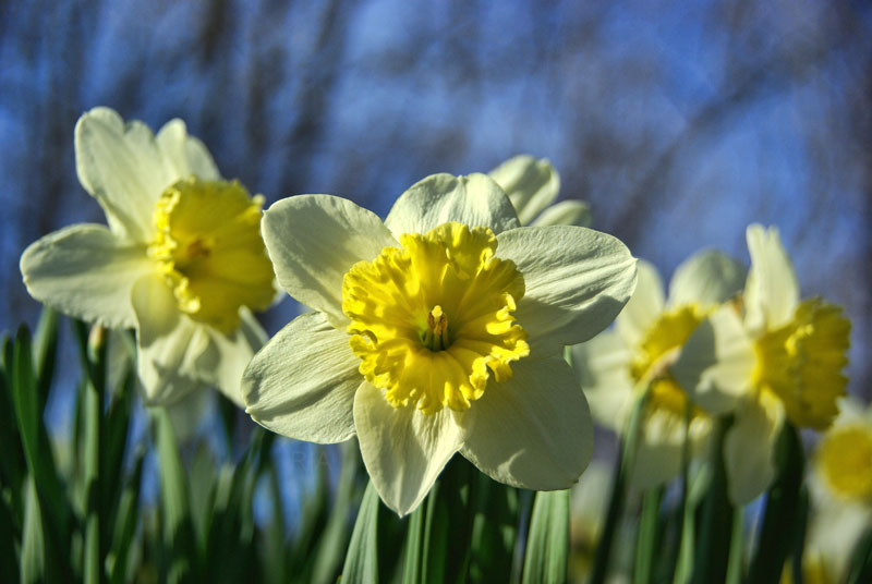 Pic A Week #5 – Daffodils – Rich Arsenault