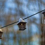 Snowy Lights